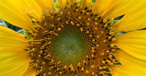 Bunga matahari jenis giant sungold ini mempunyai bentuk kelopak bunga yang terlihat seperti bunga ganda. Tanam bunga matahari "sunflower" | pot | Day 0 to Day 83 ...