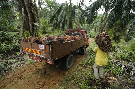 Palm oil companies in malaysia. Stocks of Palm Oil at Record Levels in Malaysia, Despite ...