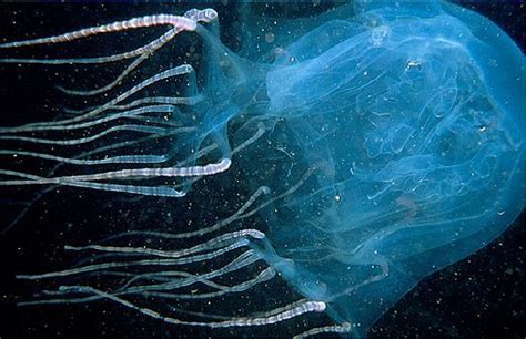 Box Jellyfish Media Encyclopedia Of Life