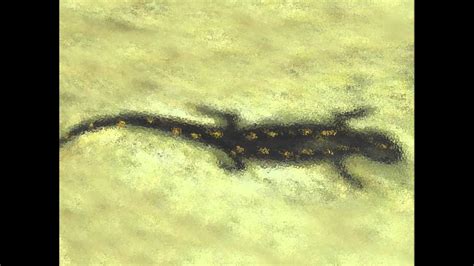 Spotted Salamander Youtube