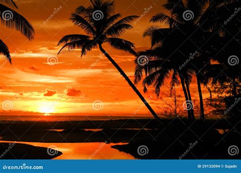 Palm Trees Silhouette At Sunset Stock Photo Image Of Destination
