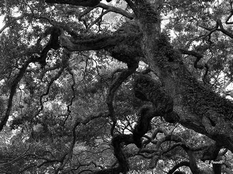 Live Oak Limbs Photograph By Al Powell Photography Usa Fine Art America