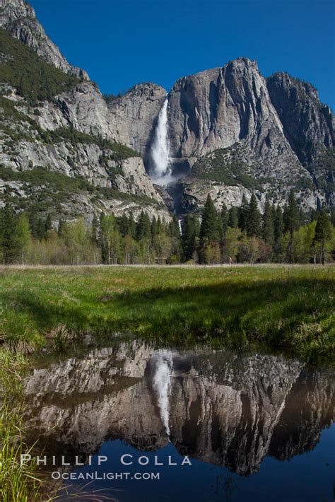 Yosemite Falls Reflected In A Meadow Pool Yosemite National Park