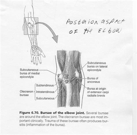 Ak T4 Bursae Of The Elbow Joint Flashcards Quizlet