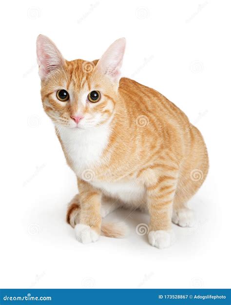 Orange And White Tabby Kitty Sitting Stock Image Image Of Shot Full