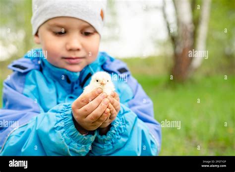Happy Kid Boy Little Farmer Holds A Newborn Baby Chicken In His Hands