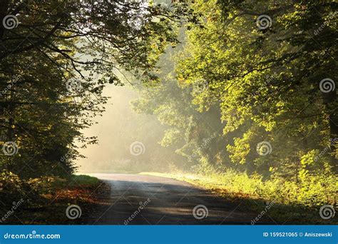 Path Through Foggy Autumn Forest At Sunrise Country Road Through Autumn