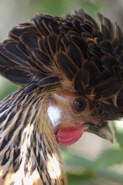 Caption Chickens With White Earlobes Like This One Lay White Or