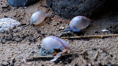 Plaga De Carabelas Portuguesas Azotó Varias Playas En España Fotos