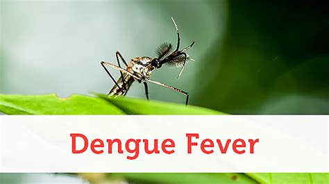 What Is Dengue Fever Mosquito Borne Diseases