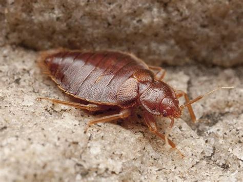 An Overview Of Bat Bugs In New Jersey Bat Bugs Vs Bed Bugs
