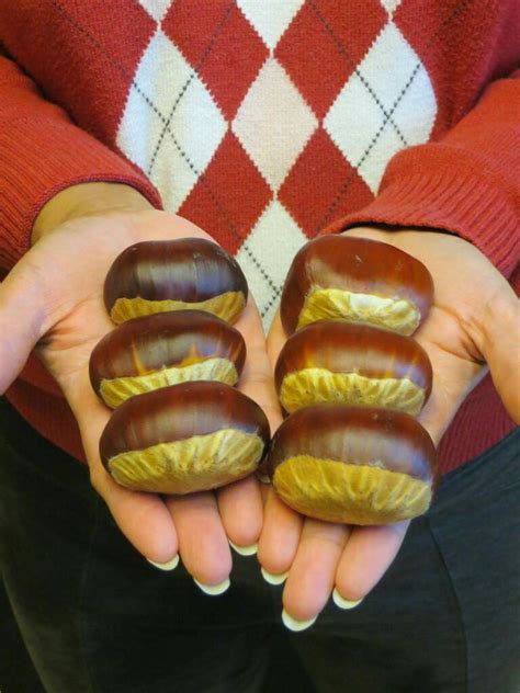 Different Chestnuts All Things Habitat Lets Talk