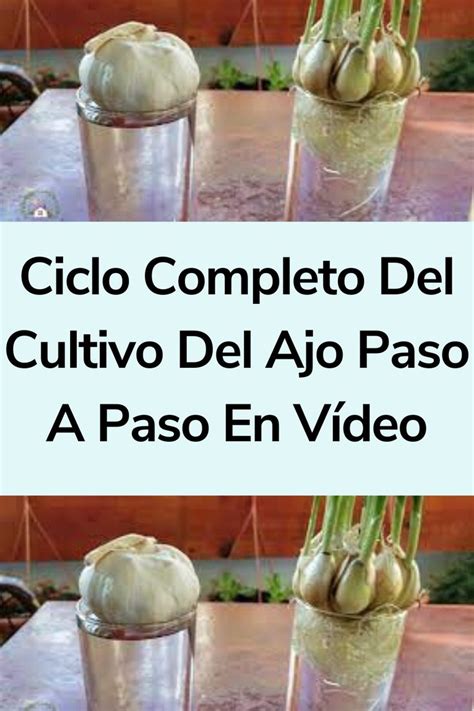 Ciclo Completo Del Cultivo Del Ajo Paso A Paso En V Deo La Huertina