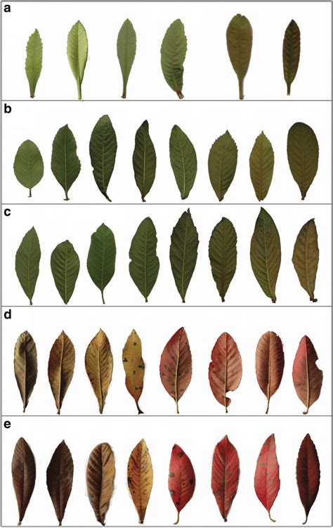 Representative Leaf Colors Of 234 Loquat Accessions A Ysf B Asr C