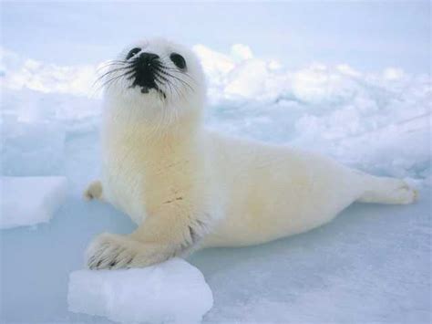 Cool Photo Pict: Beautiful and Stunning polar animals of the snow
