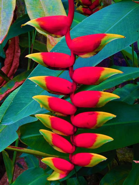 Malaysian Tropical Rainforest Flowers ~ The Red Hanging Lobster Claw 🍃