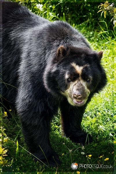 The Spectacled Bear Tremarctos Ornatus Also Known As The Andean Bear