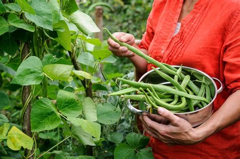 Five Of The Best Runner Beans To Grow Bbc Gardeners World Magazine