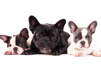 To furnish guidelines for breeders who wish to maintain the french bulldog's appearance is that of an active, intelligent, muscular dog, powerful for its small size. JJG Frenchies - French Bulldog Breeders