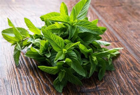 5 Health Benefits Of Mint Herb Everyone Must Know