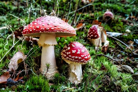 Close Up Photo Of Red And White Mushroom · Free Stock Photo