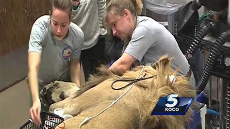 Full Video Lions Examination At The Oklahoma City Zoo Youtube