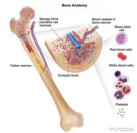 Skin And Bone — Terese Winslow Llc Medical And Scientific Illustration