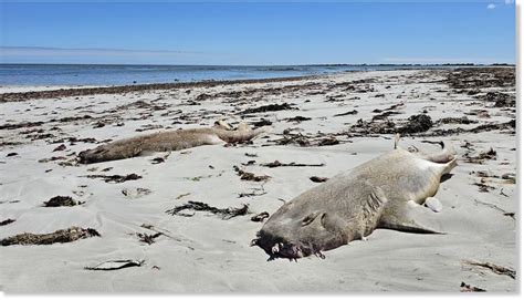 Dozens Of Dead Sea Animals Mysteriously Wash Up On South Australia