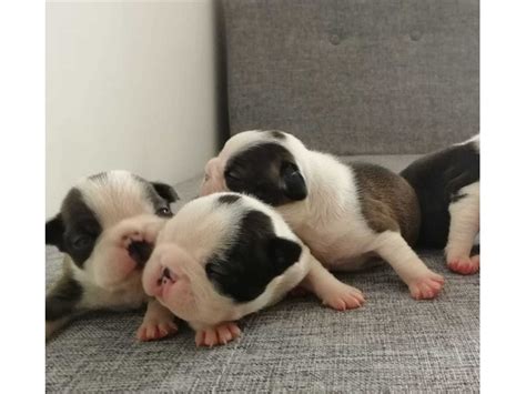 Find the perfect boston terrier puppy for sale in wisconsin, wi at puppyfind.com. Boston terrier puppies - Animals - Amery - Wisconsin - announcement-170652