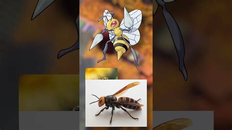 Beedrill In Real Life