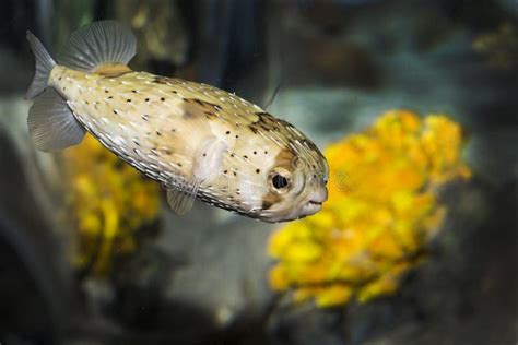 Little Puffer Fish Stock Image Image Of Bottom Maui 13960789