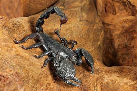 Emperor Scorpion Detailed Guide Care Diet And Breeding Shrimp