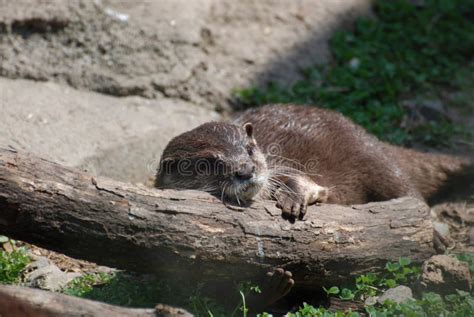 Relaxing River Otter Sleeping On A Fallen Log Stock Image Image Of