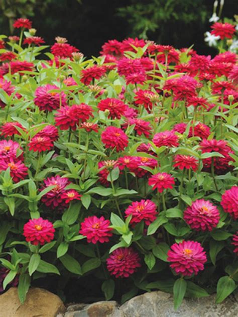 Flowers that last all summer and fall. 20 Winning Plants for Fall Color | Annual flowers, Flower ...