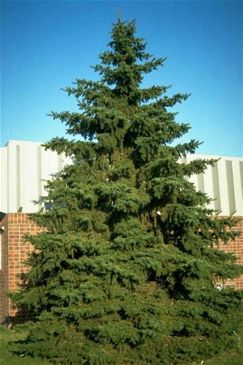 Black Hills Spruce Backyard Trees Landscaping Trees Landscape