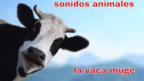 Sonidos Animales La Vaca La Vaca Muge Mugido De Vaca Youtube