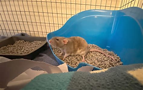 Pet Rat Bedding And Litter About Pet Rats