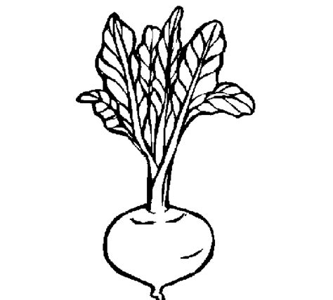Verduras de maria jose reina fernandez, que 11819 personas siguen en pinterest. Dibujo de Una Remolacha para colorear