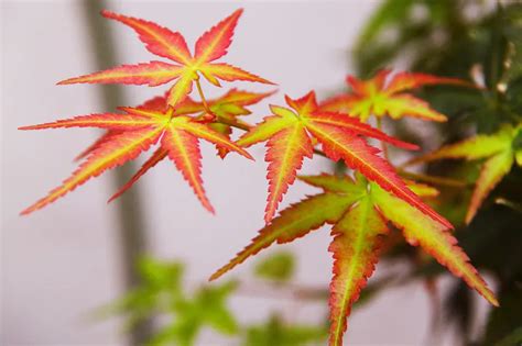 10 Facts For Every Japanese Maple Lover Bonsai Guide