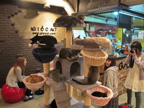Cat Party Cat Cafe Seoul