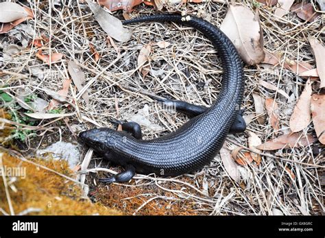Black Kings Skink Lizard On Dried Ground Surface In Outdoor Nature