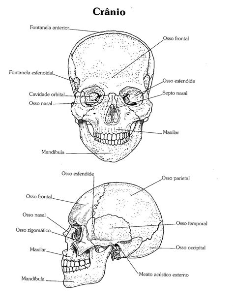 Ossos Da Face Para Colorir