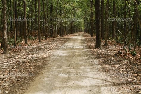Dirt Road Passing Through A Forest — Stock Photo © Imagedbseller 33079557