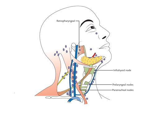 What Specific Region Does The Buccal Lymph Node Drain Best Drain