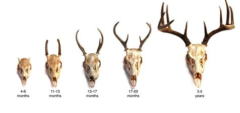 Pin By Elsie Dusting On Amusinginterestinglike Deer Hunting Tips