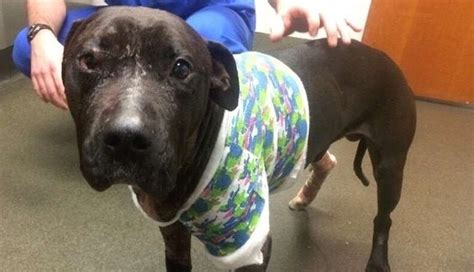 A Pit Bull On The Brink Of Death Wagged His Tail It Saved His Life