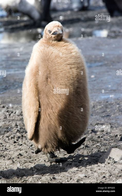 Fat Penguin Hi Res Stock Photography And Images Alamy