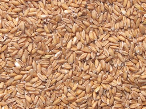 Why Ancient Grains are a Modern Craze | Food & Nutrition Education Lab