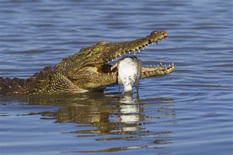 Crocodile Feeding Crocodile Facts And Information