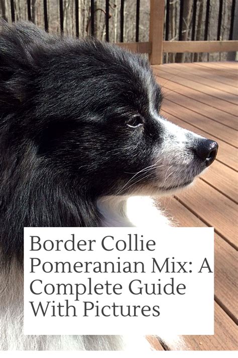 Maybe you would like to learn more about one of these? Border Collie Pomeranian Mix: A Complete Guide (+Pictures ...